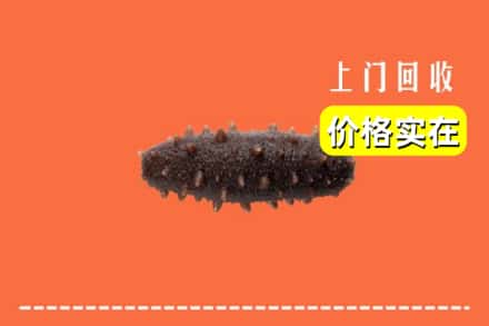 济宁市泗水回收海参