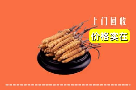 济宁市泗水回收冬虫夏草